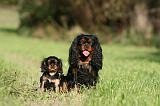 CAVALIER KING CHARLES 713